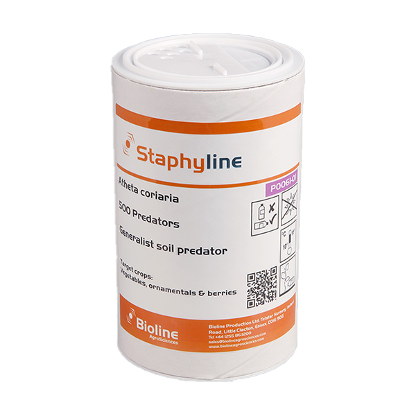 Staphyline Breeder Kit - 500 per bucket - Biological Control